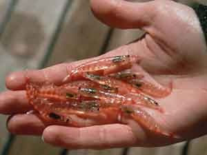 avantages d'huile de krill