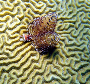 benefícios de saúde de cálcio coral